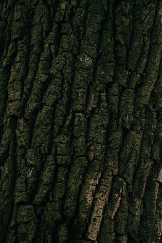 friendship heights close view of tree bark washington